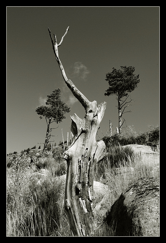 il vecchio e i giovani