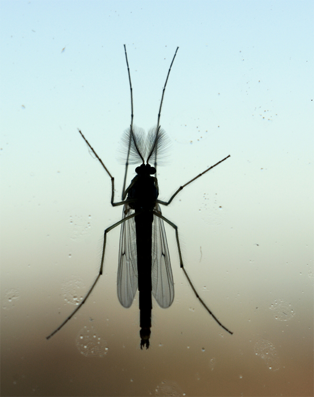 Aprite... fuori piove