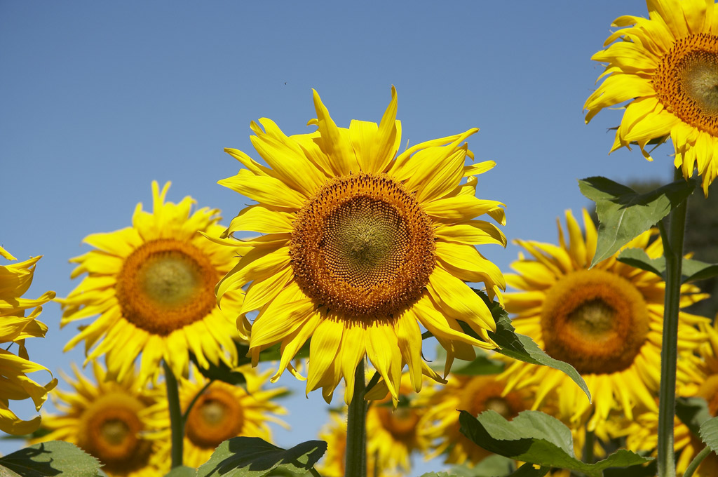 Sunflowlers (Tuscany)