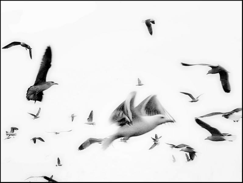 breve studio sul volo dei gabbiani