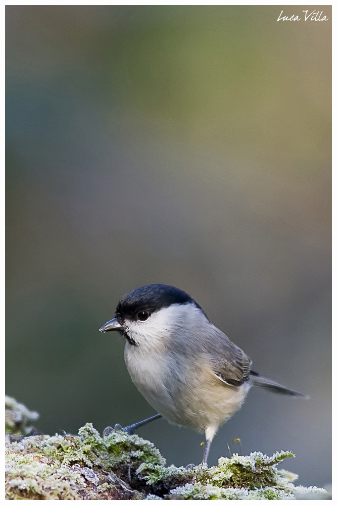 Cincia bigia-Parus palustris
