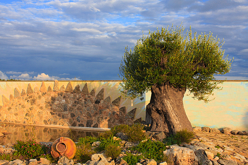 L'ULIVO,IL SOLE.......A CELLINO S. M.