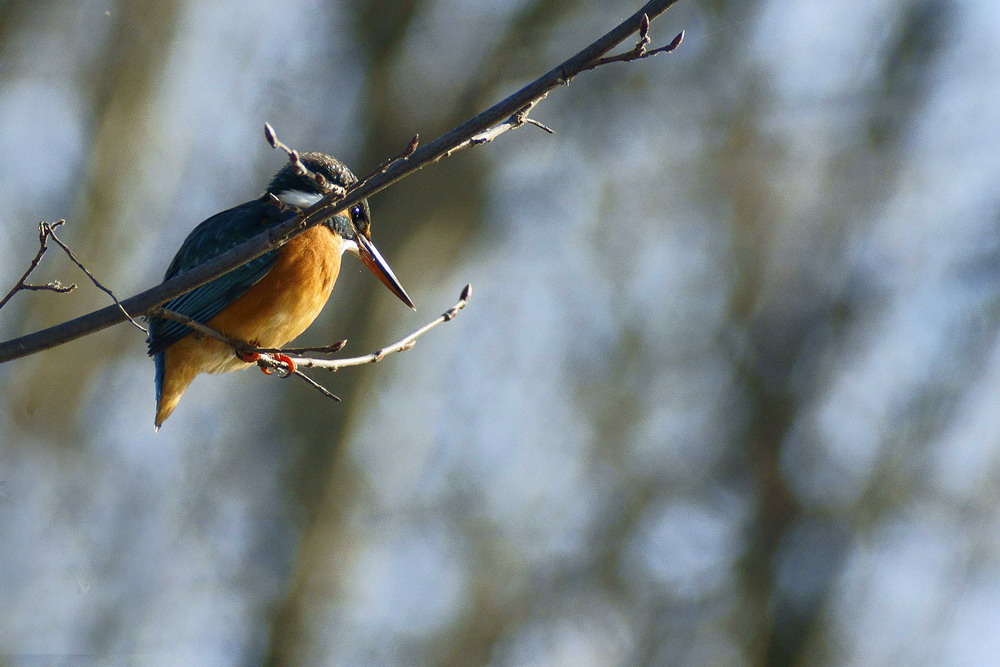 Il mio primo martino