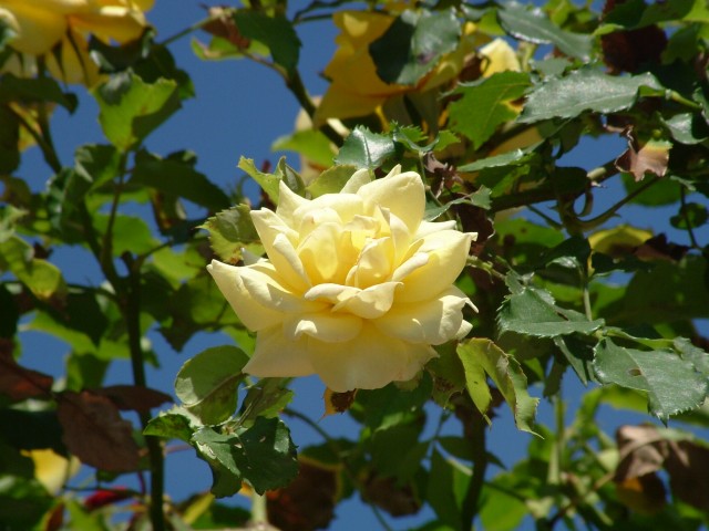 Rosa gialla