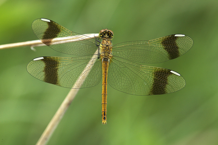 Sympetrum pedemontanum (f)