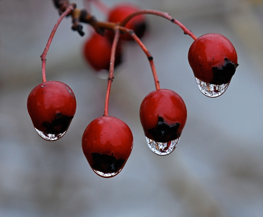 Le lacrime di quattro sorelle