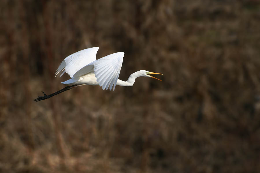Il Bianco che "urla"