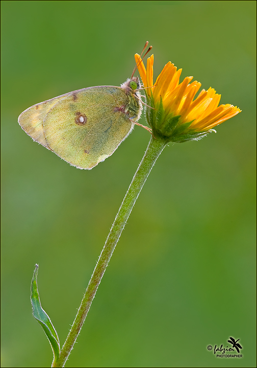 Verticale... stretta!