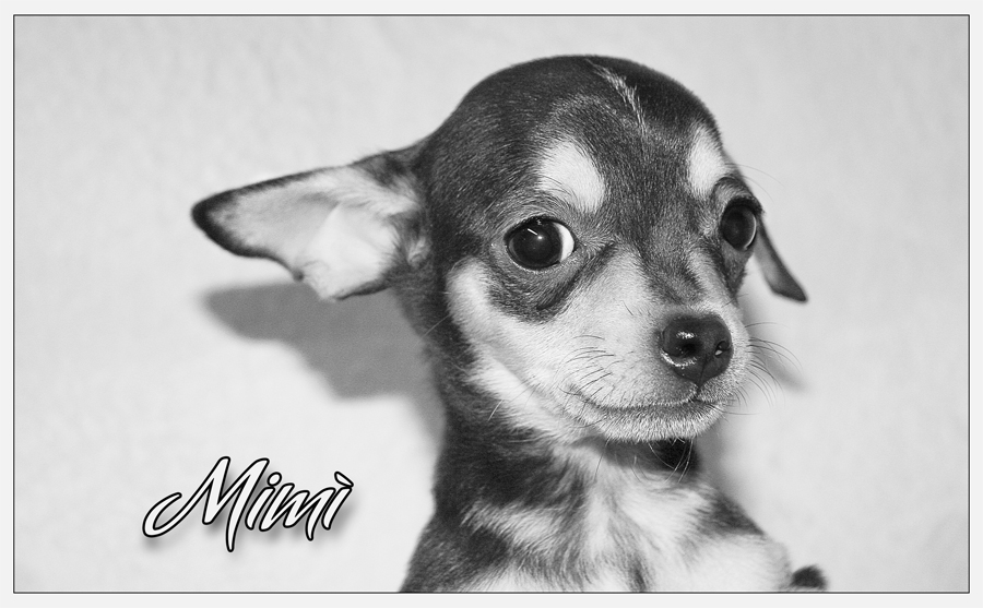 "...mi chiamano Mim�!"