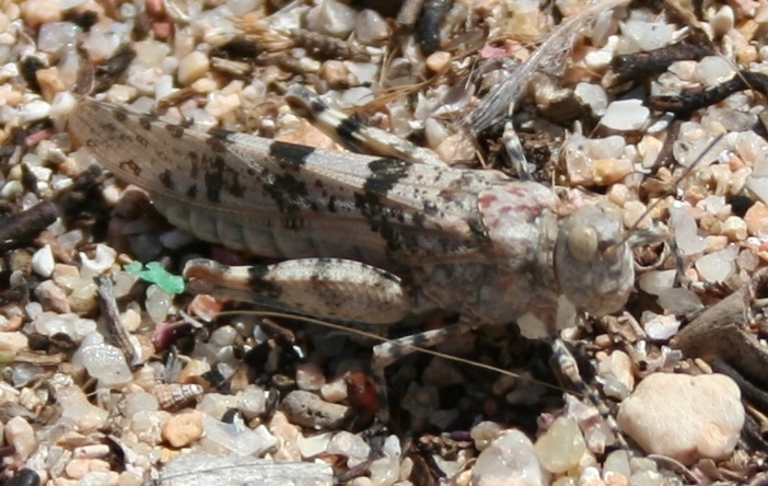 cavalletta maddalena