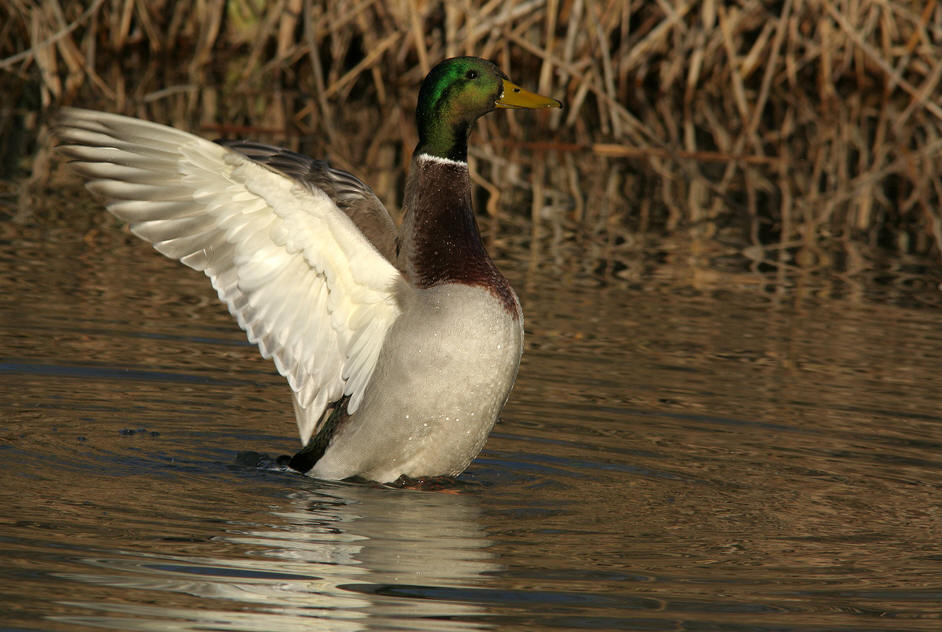 germano a "braccia" aperte