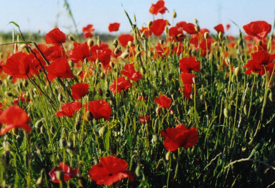 CAMPO DI PAPAVERI