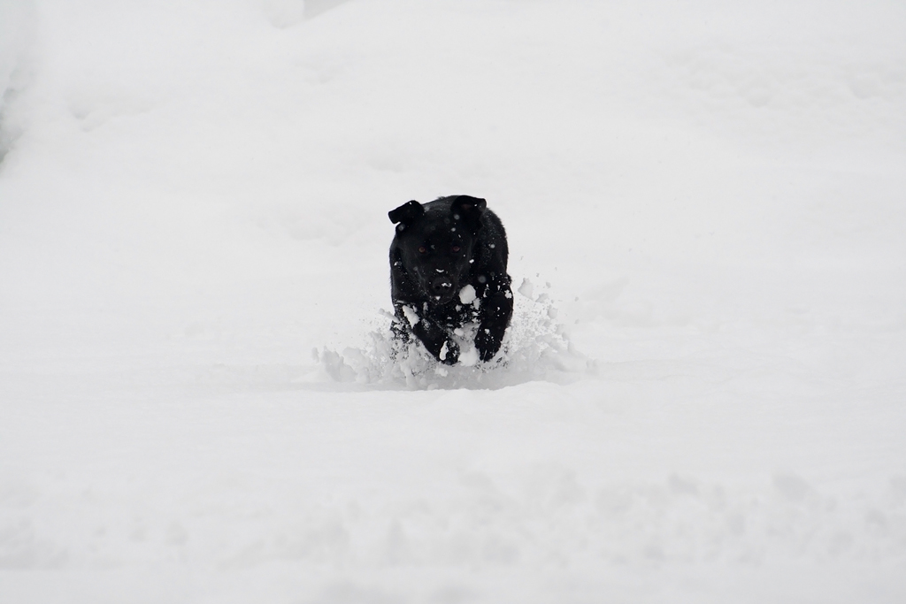 Il mio cucciolo nella neve