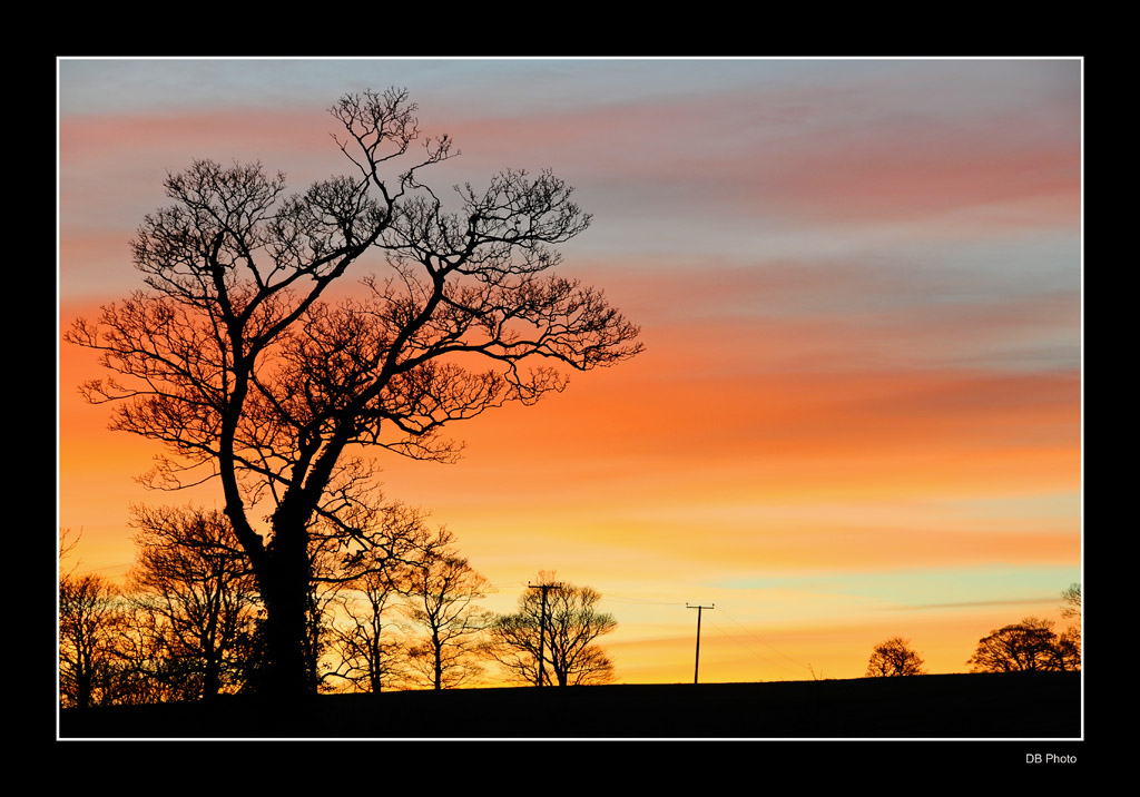 Sunset with tree - Cramond Place - Edinburgh