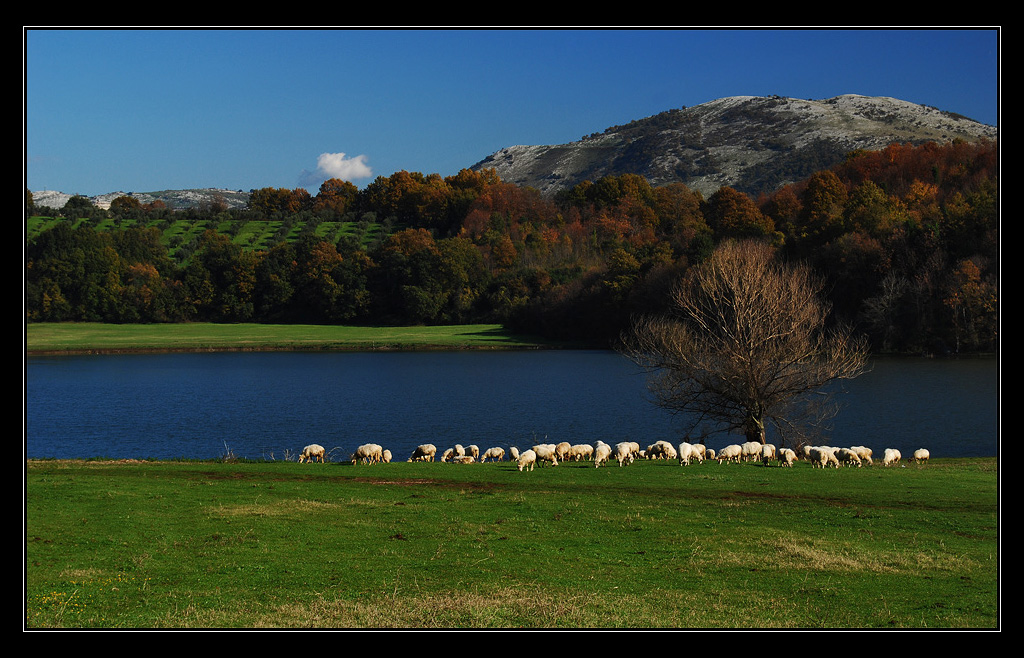 il gregge in riva al lago