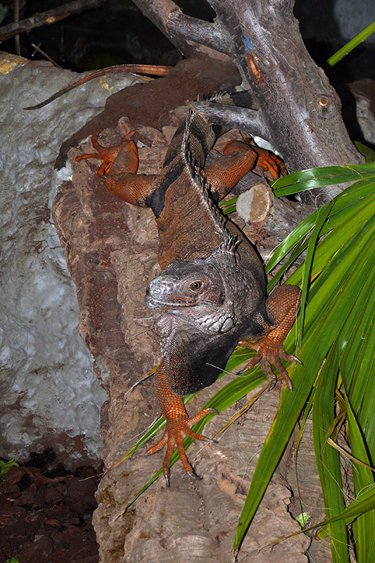 iguana
