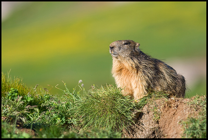 Marmotta