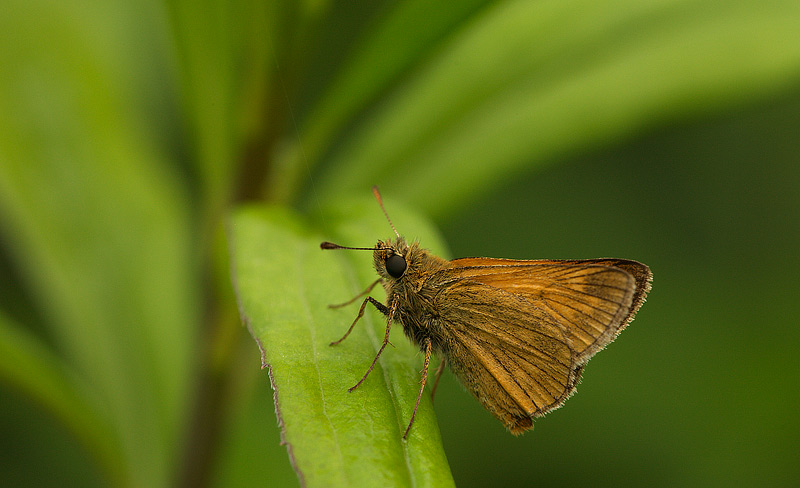 Hesperiidae