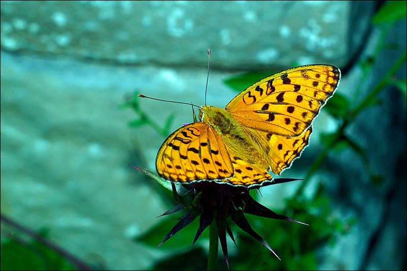 Argynnis aglaja