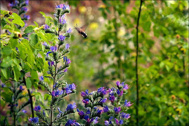Macroglossa stellatarum