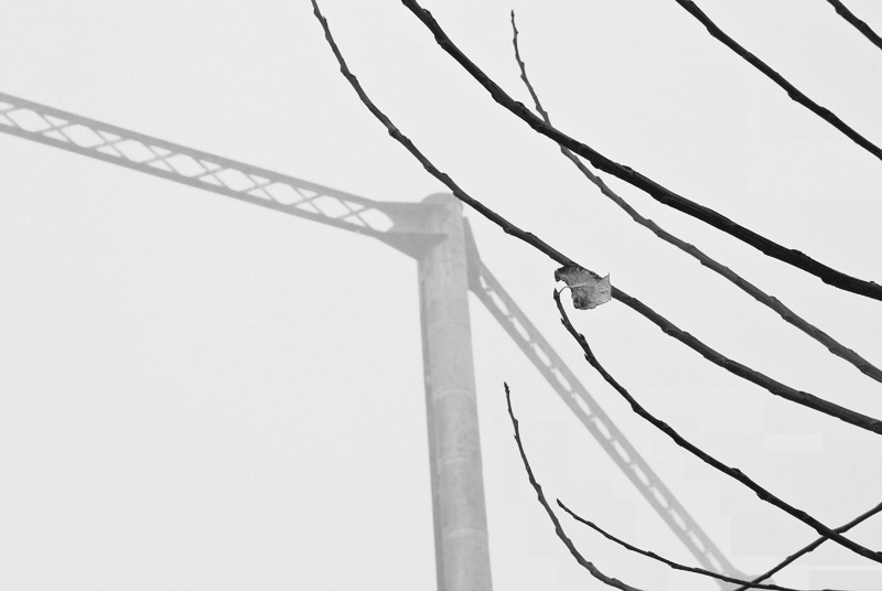 Metallo, legno e clorofilla