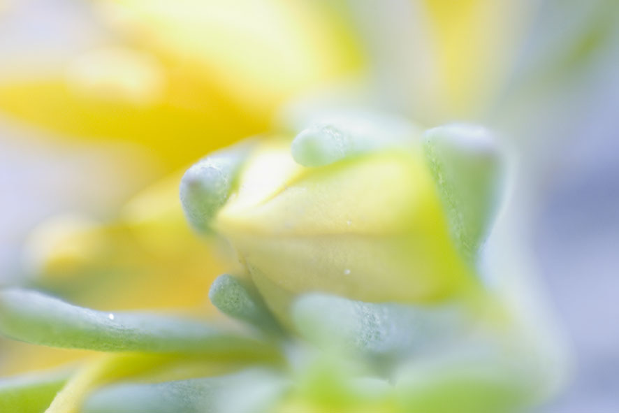 obietivo invertito su 300D