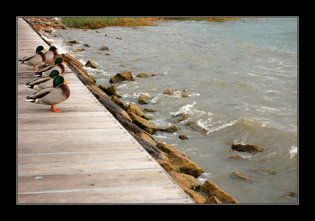 Anatre sul molo