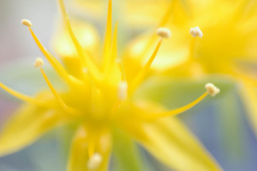 macro