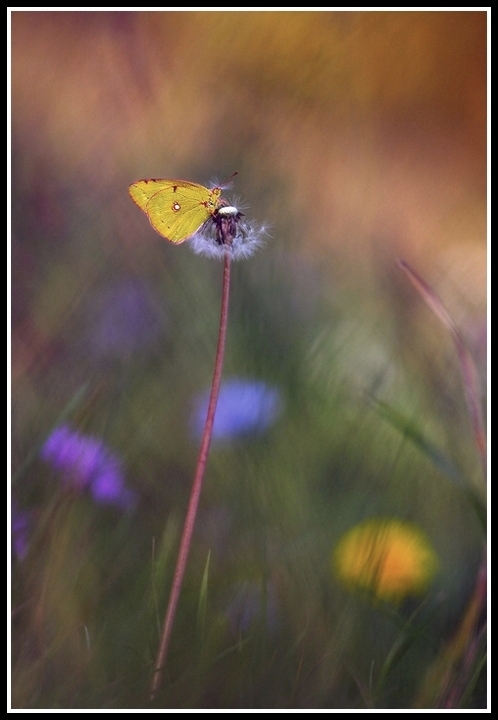 Nostalgia dell'estate...