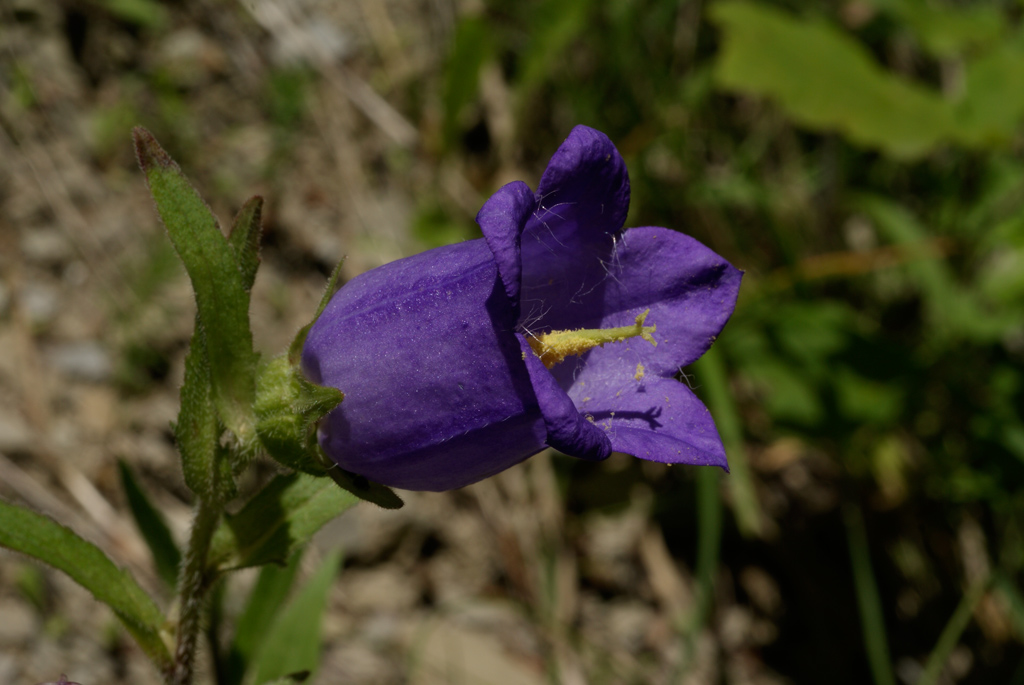 campanula montana