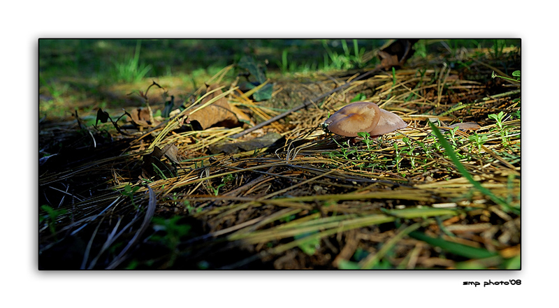 sottobosco autunnale