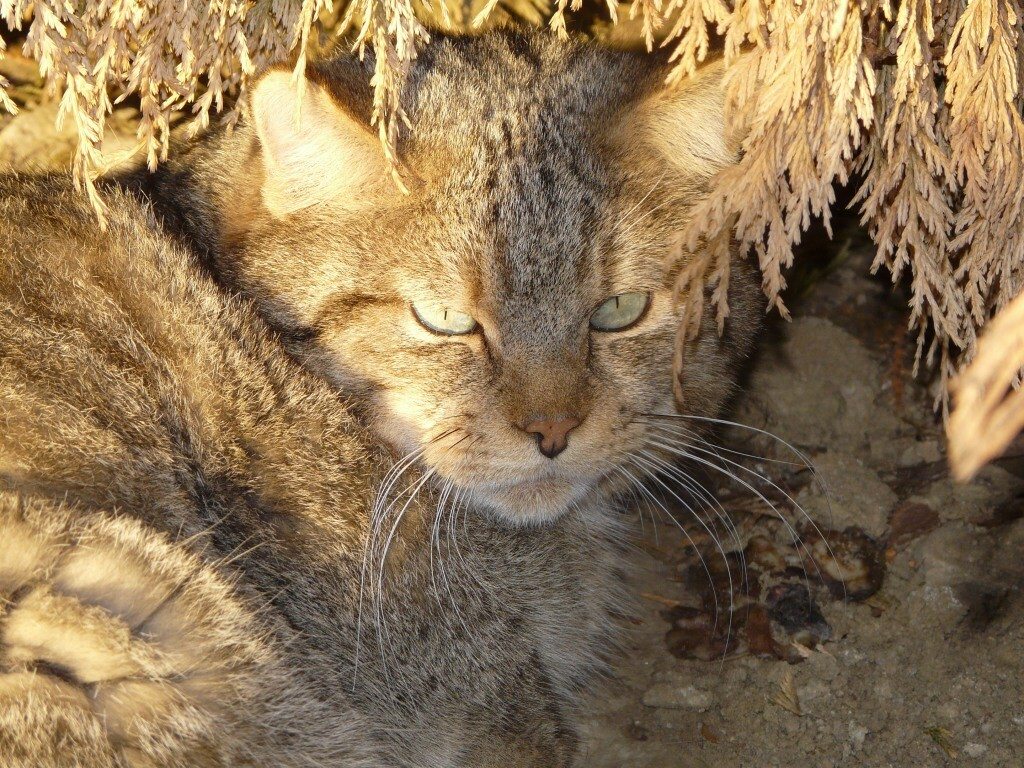 Gatto selvatico - Parco safari Murazzano