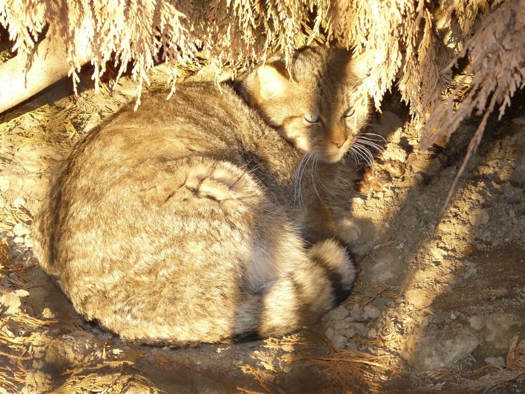 Gatto selvatico - Parco safari Murazzano