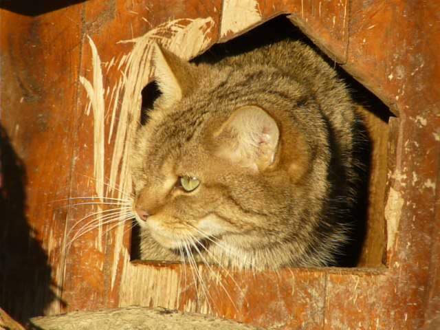 Gatto selvatico - Parco safari Murazzano