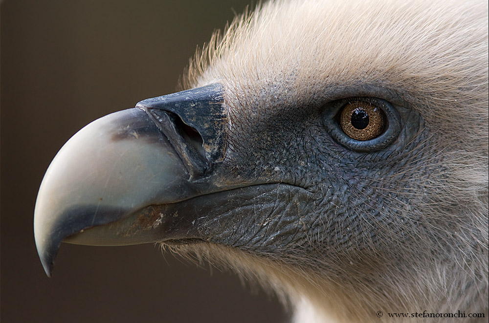 Ritratto di avvoltoio