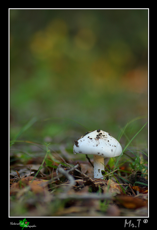 Fungo...alla luce del tramonto