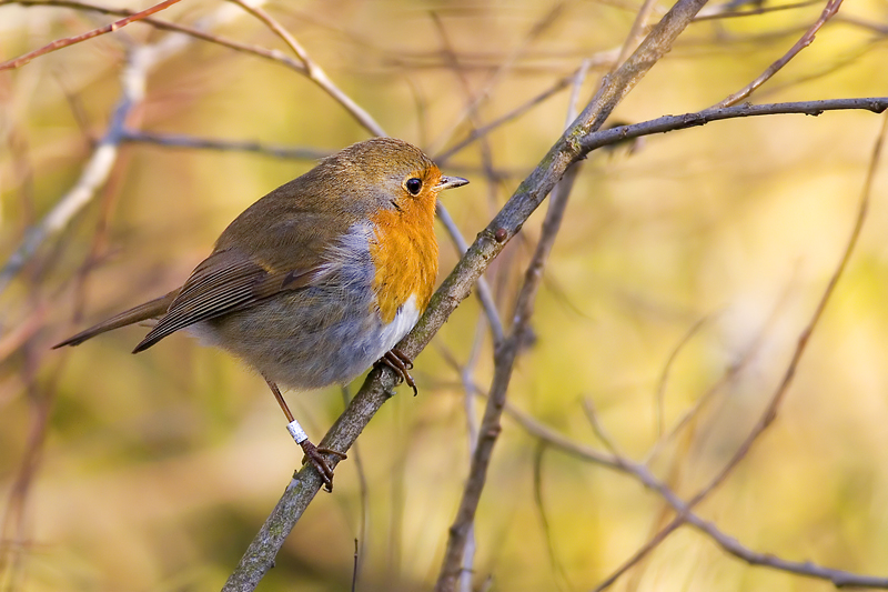 Mannaggia all'anello!!!