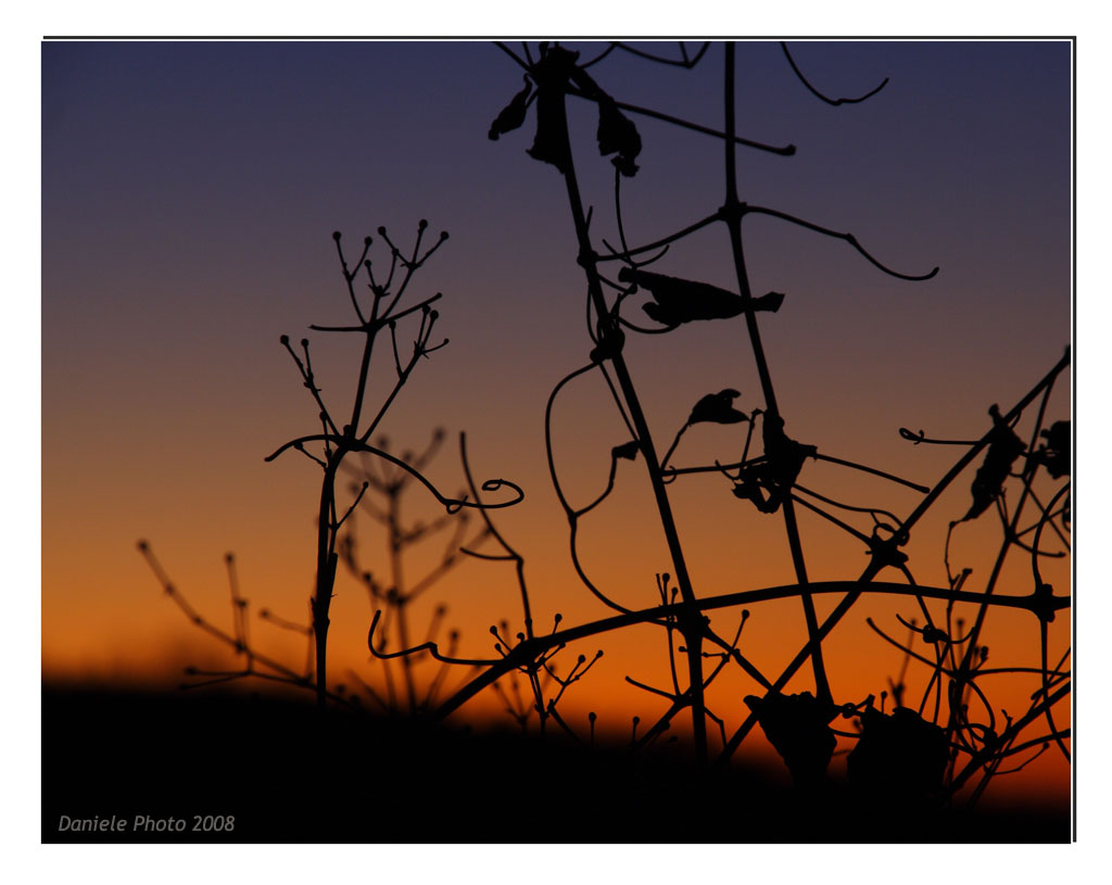 tramonto tra gli arbusti