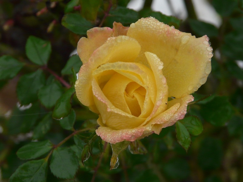 Una rosa nella nebbia