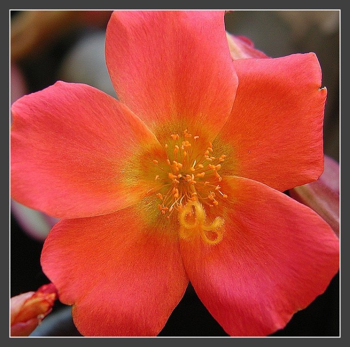 portulaca