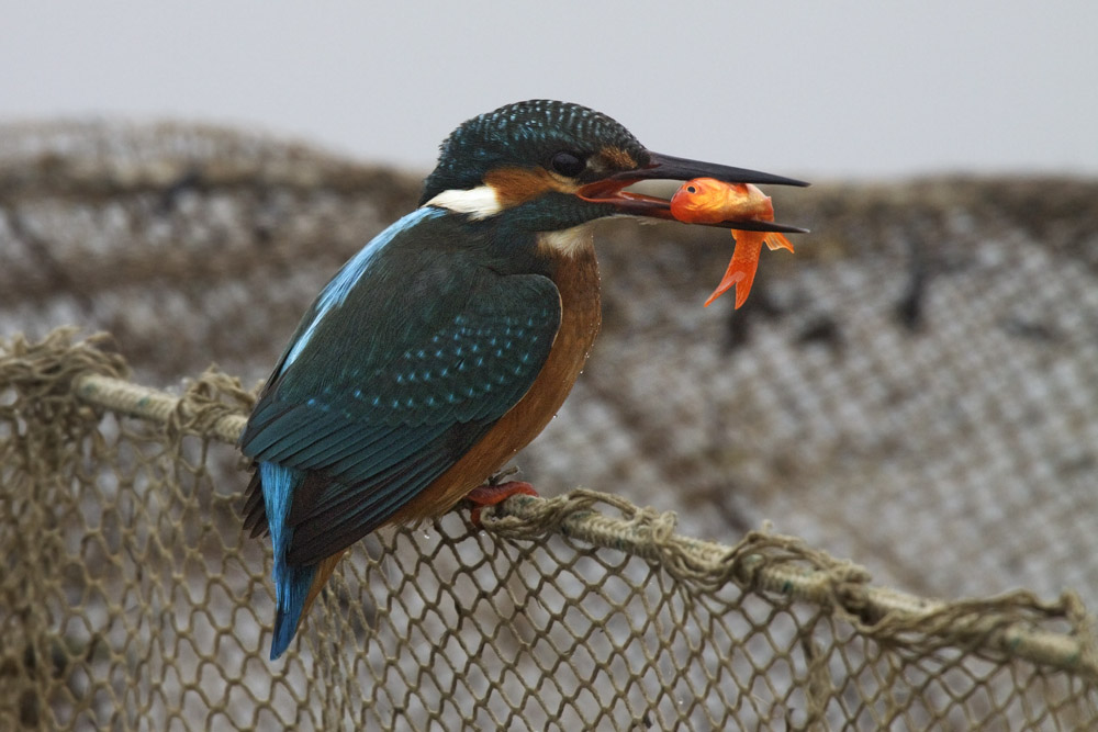 piatto ricco mi ci ficco