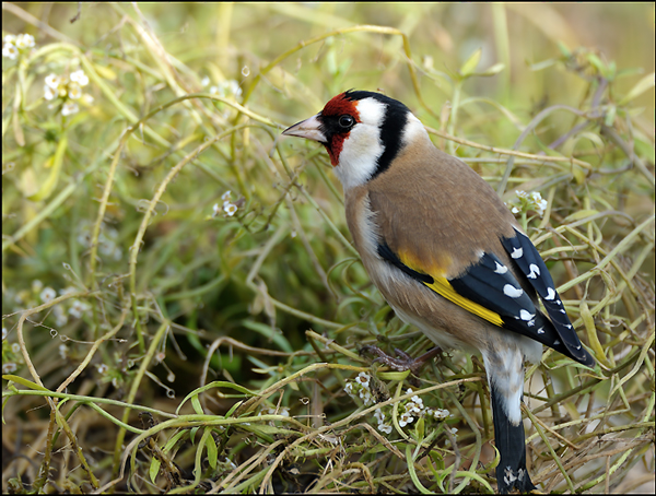 Cardellino sull'erba
