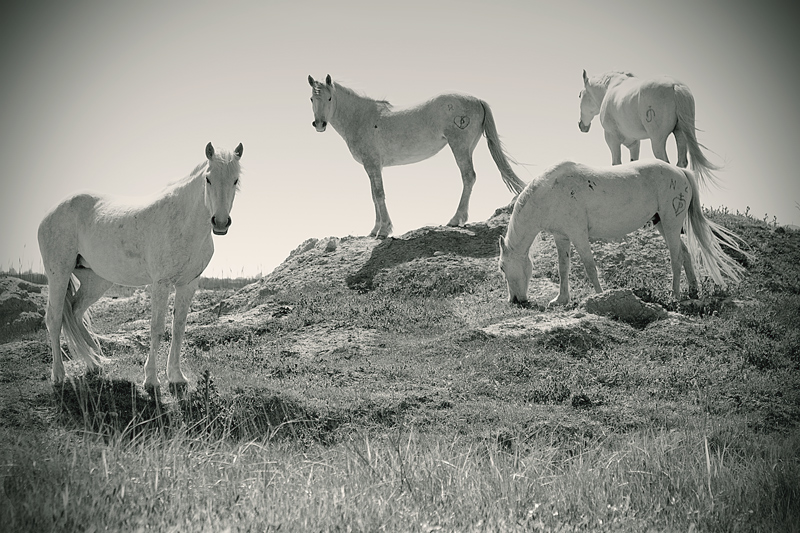 Cavalli della CAMARGUE