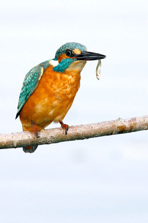 Renzo-Martin pescatore