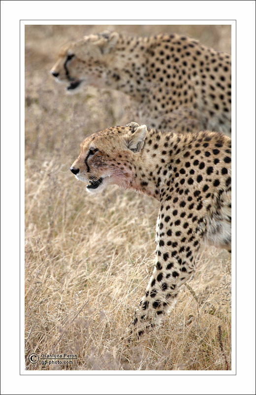 Ghepardi nel Ngorongoro #2