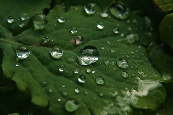 gocce di pioggia...........