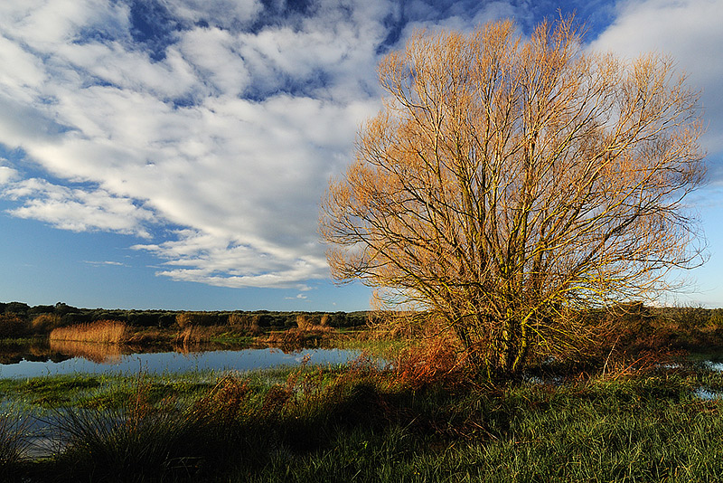 le nuvole nella palude