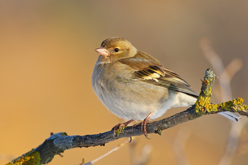 Femmina di fringuello