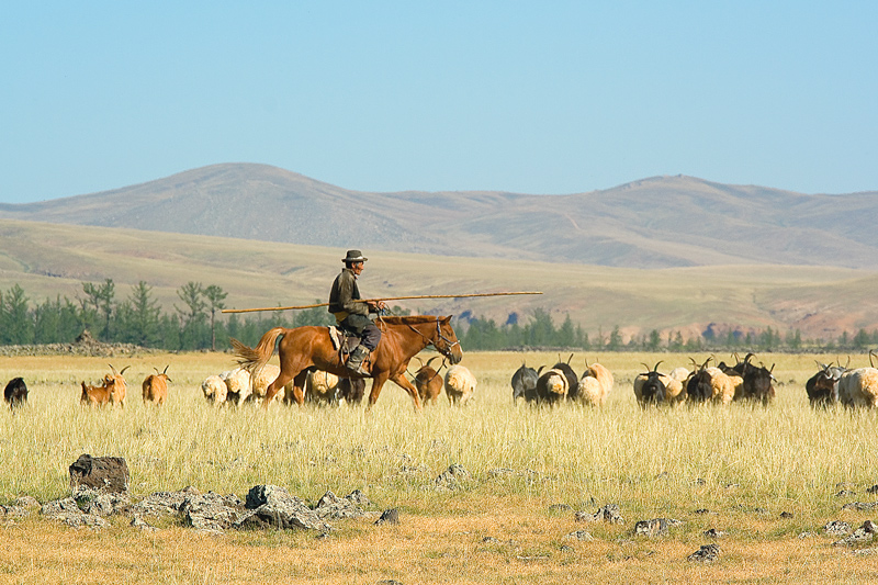 MONGOLIA - Mandriano nella steppa