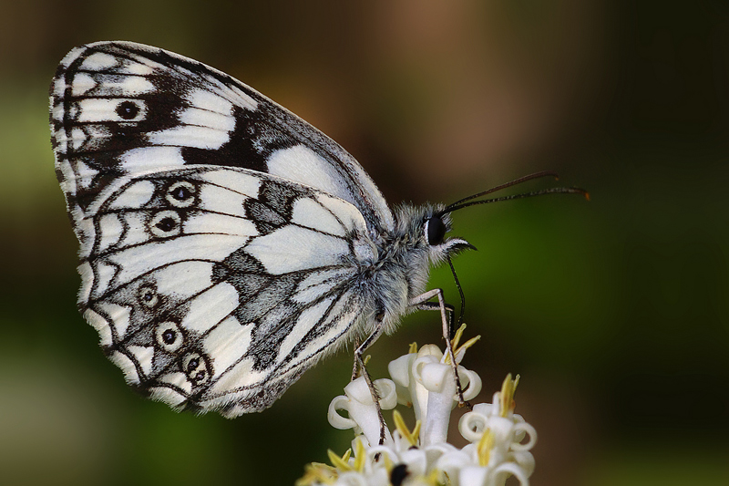 Melanargia
